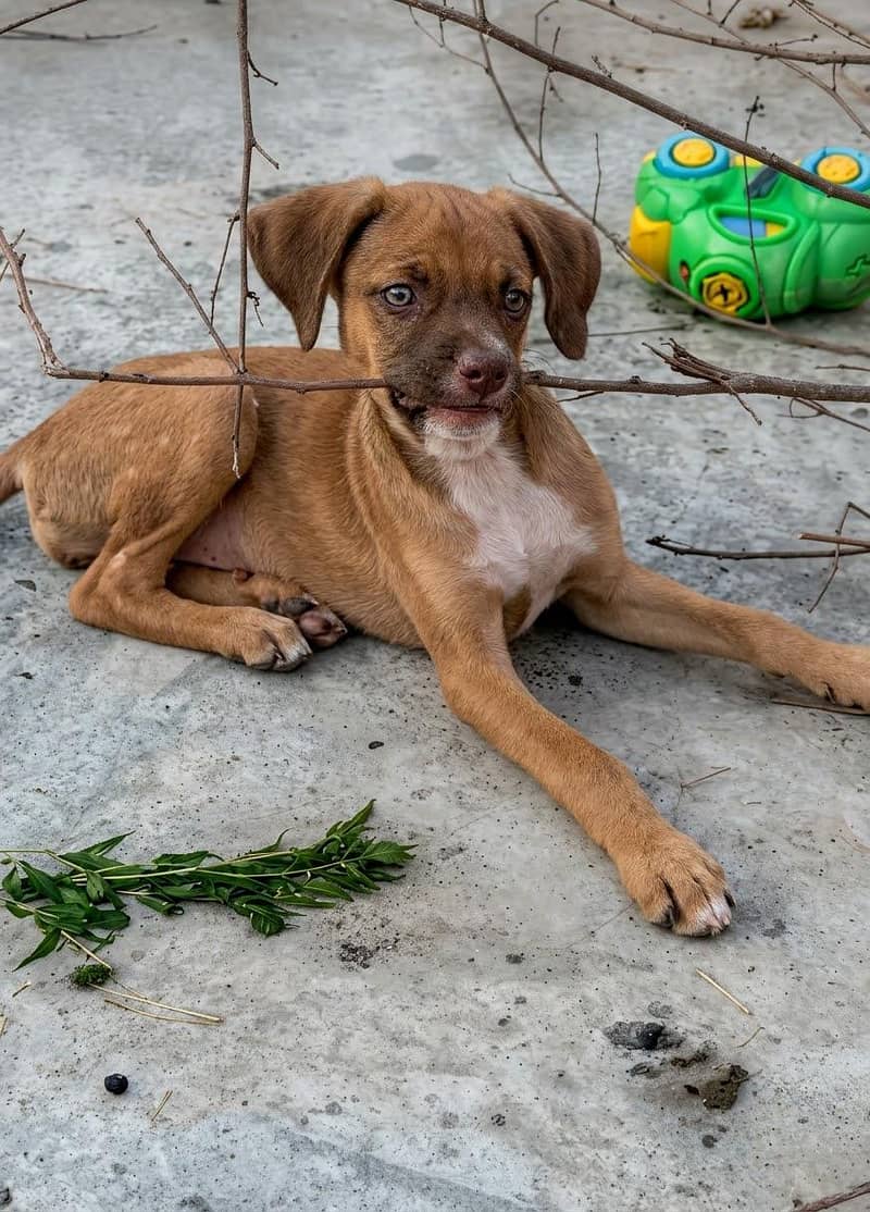 pointer cross puppy 1