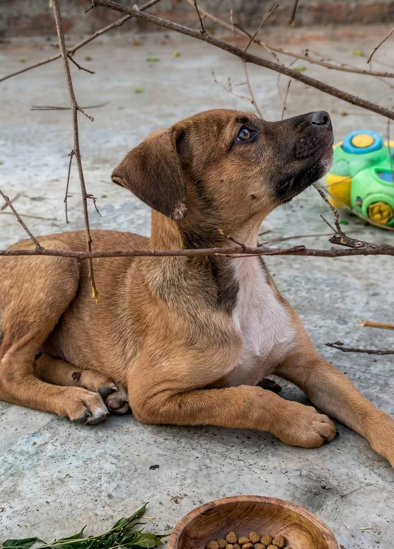 pointer cross puppy 2