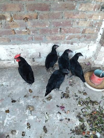 Black Australorp