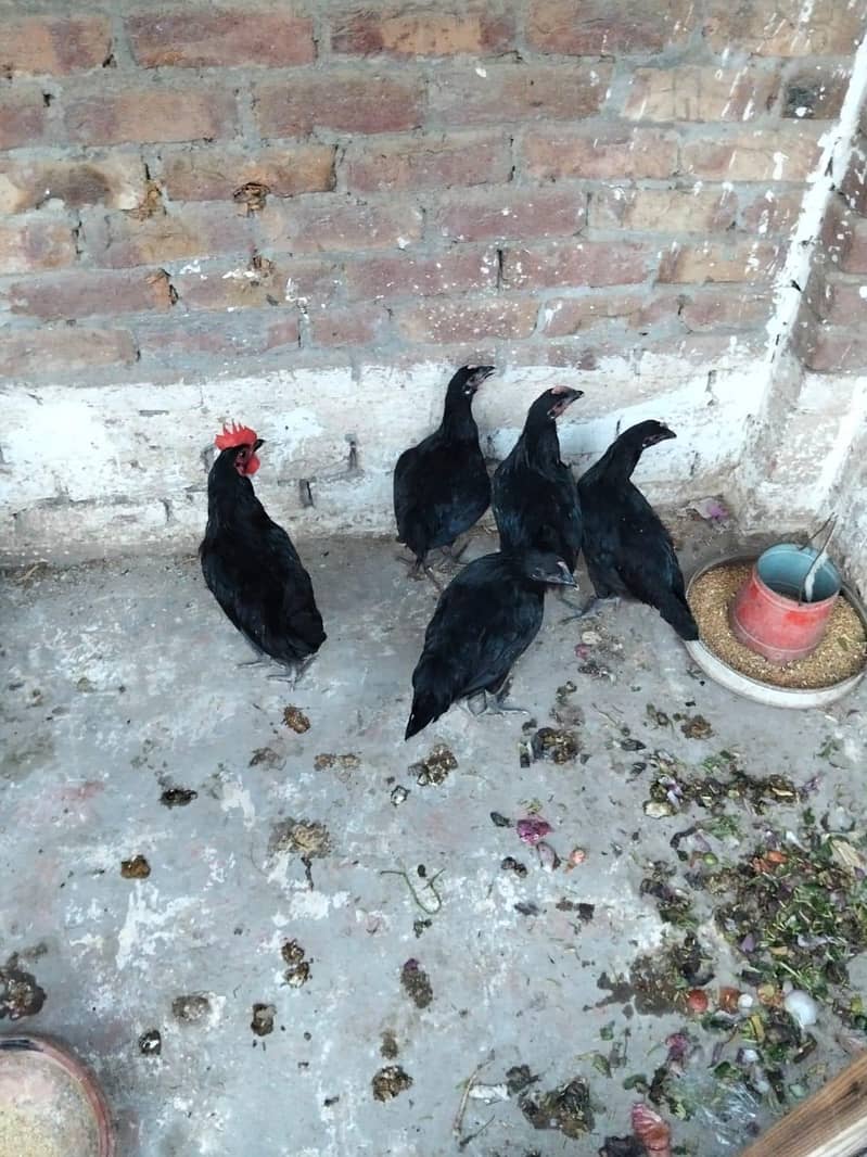 Black Australorp 2