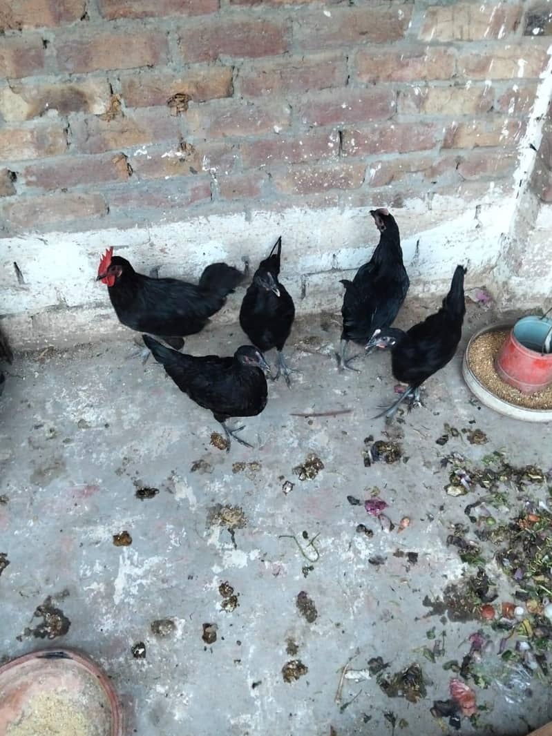 Black Australorp 4