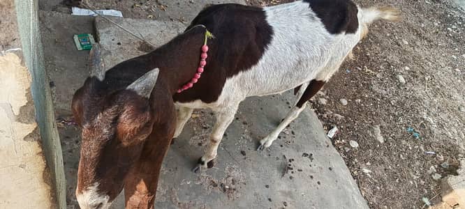 dodh wale bakre betal utgent sell