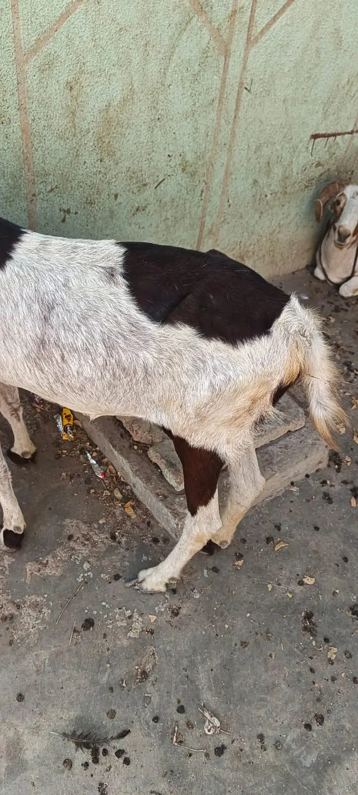 dodh wale bakre betal utgent sell — photo 2