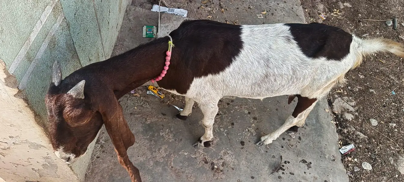 dodh wale bakre betal utgent sell — photo 4