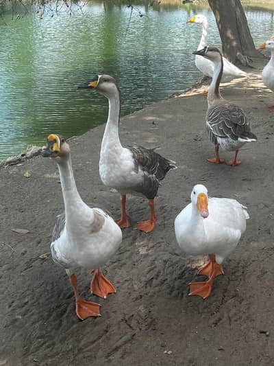Healthy, Quality, Active Big Ducks Available.