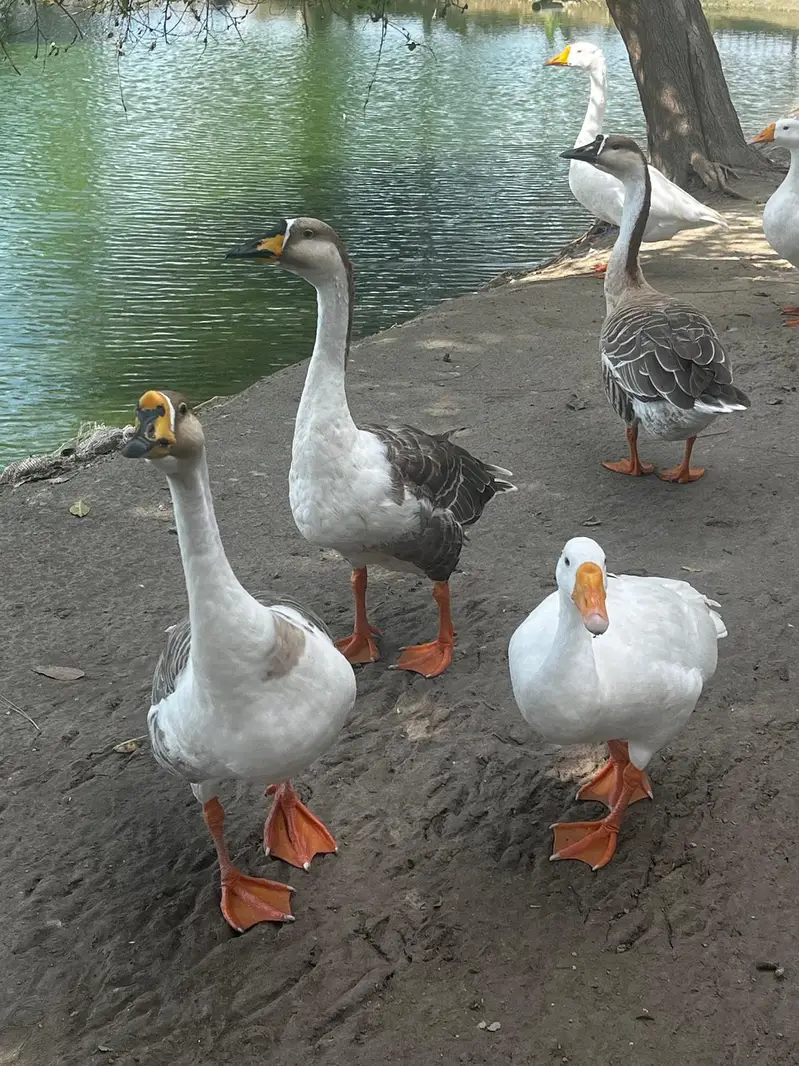 Healthy, Quality, Active Big Ducks Available.