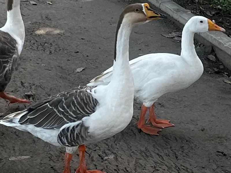 Healthy, Quality, Active Big Ducks Available. — photo 2