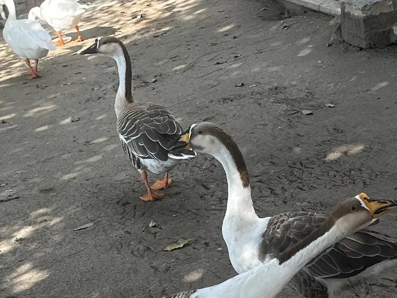 Healthy, Quality, Active Big Ducks Available. — photo 3