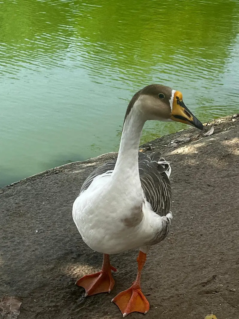 Healthy, Quality, Active Big Ducks Available. — photo 4