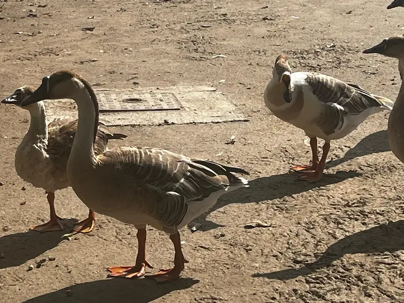 Healthy, Quality, Active Big Ducks Available. — photo 5