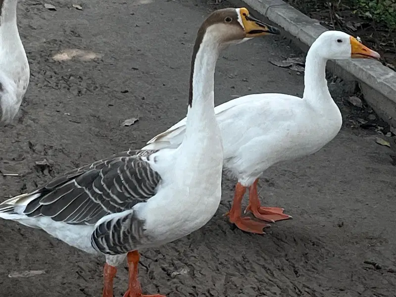 Healthy, Quality, Active Big Ducks Available. — photo 6