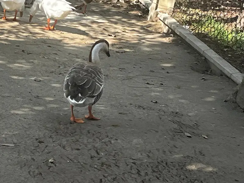 Healthy, Quality, Active Big Ducks Available. — photo 7