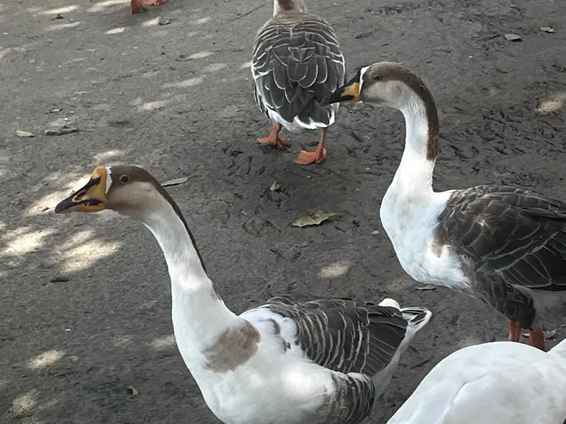 Healthy, Quality, Active Big Ducks Available. — photo 8