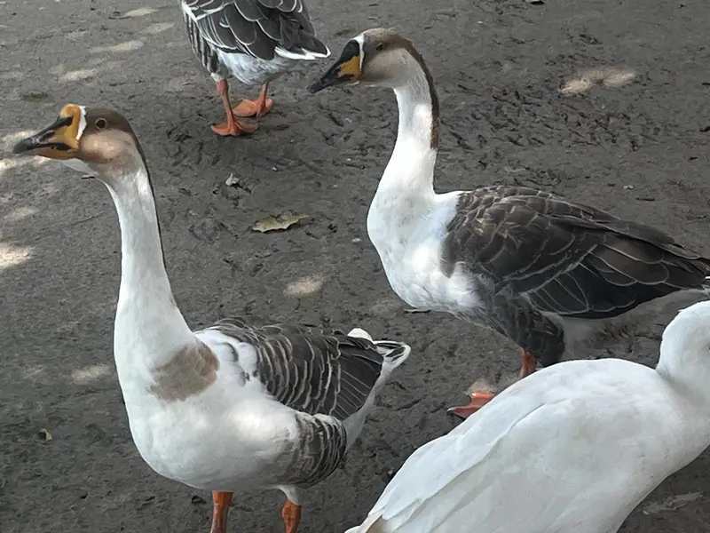 Healthy, Quality, Active Big Ducks Available. — photo 9
