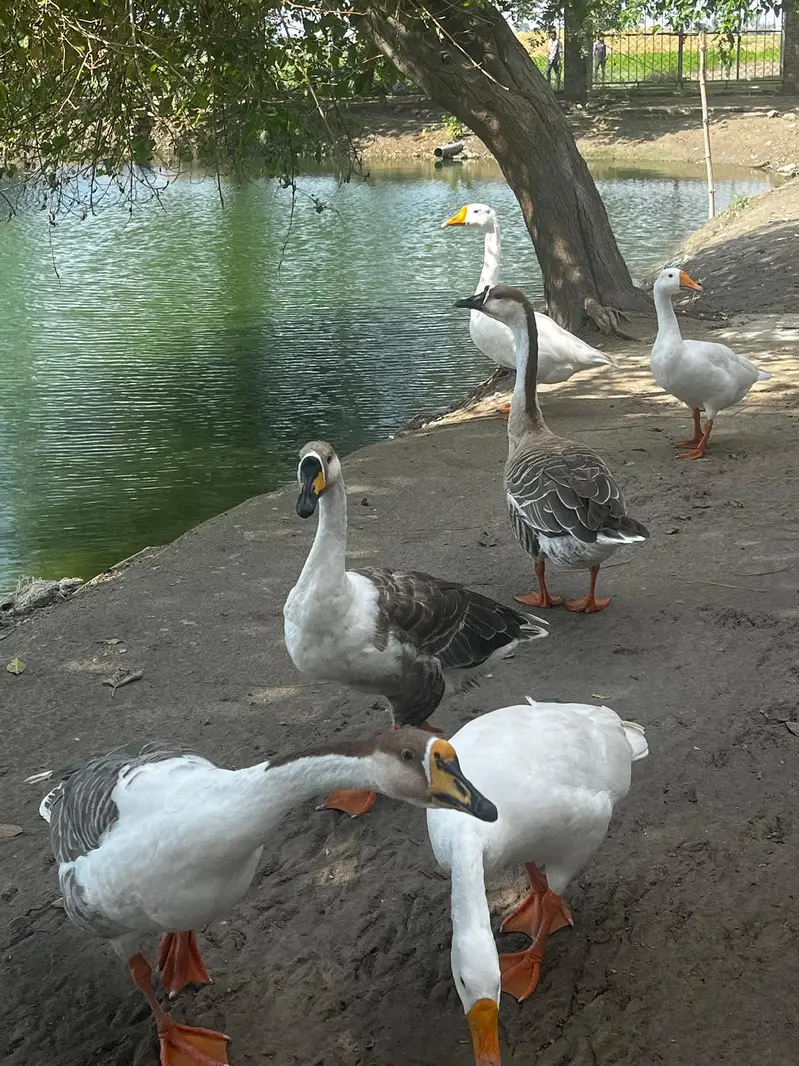 Healthy, Quality, Active Big Ducks Available. — photo 10