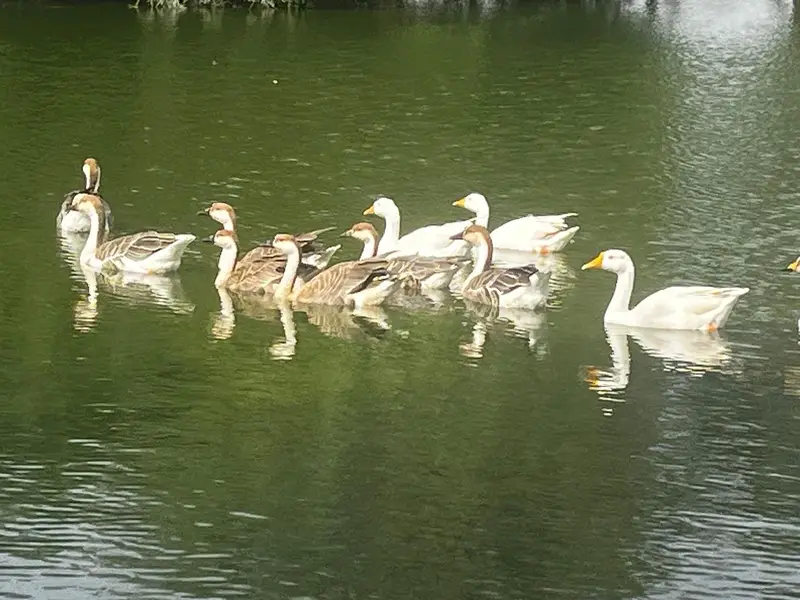 Healthy, Quality, Active Big Ducks Available. — photo 11