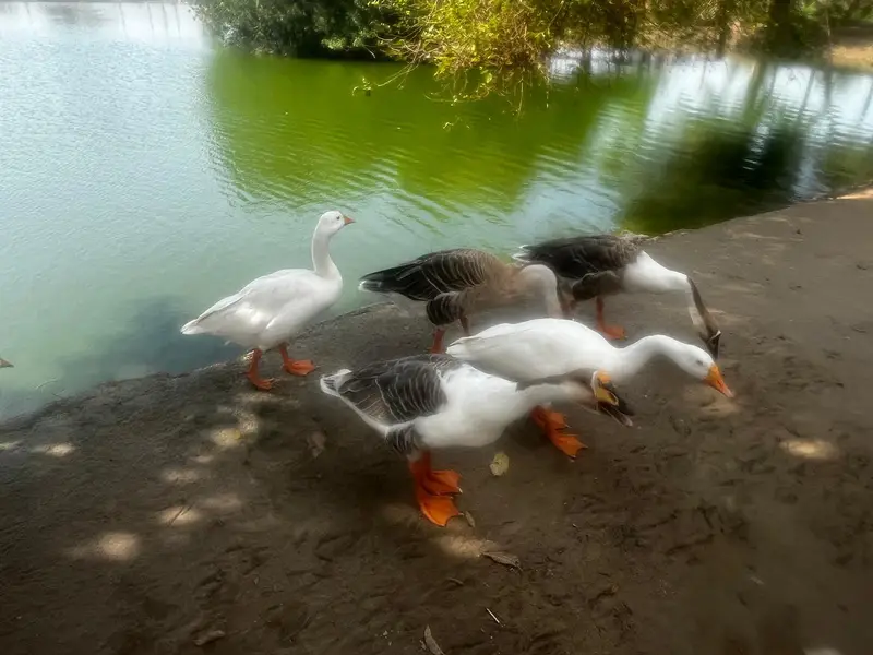 Healthy, Quality, Active Big Ducks Available. — photo 12