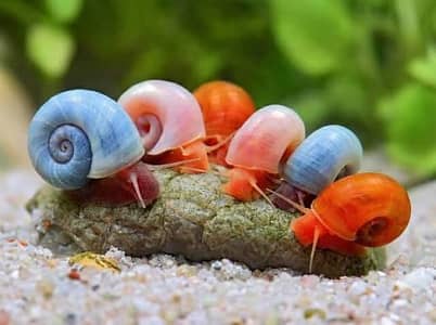 Ramshorn snails and molly fishes