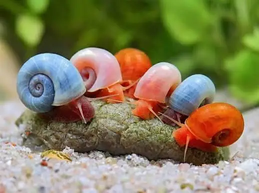 Ramshorn snails and molly fishes