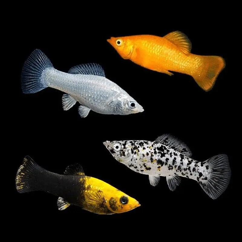 Ramshorn snails and molly fishes — photo 3