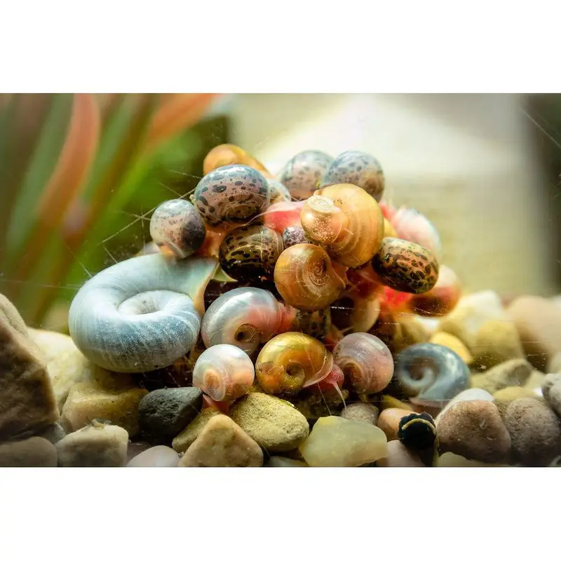 Ramshorn snails and molly fishes — photo 4