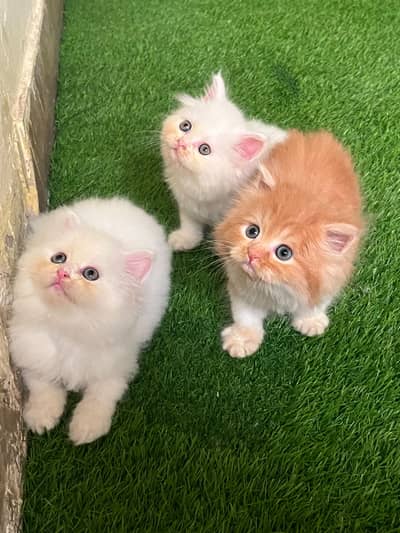 Triple coated kittens