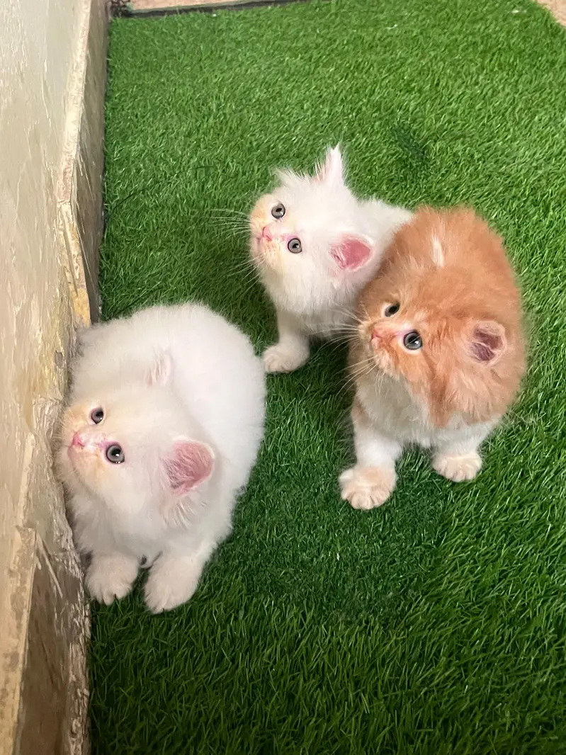 Triple coated kittens — photo 2
