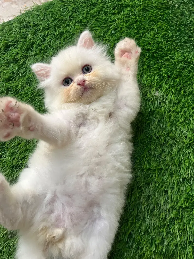 Triple coated kittens — photo 3