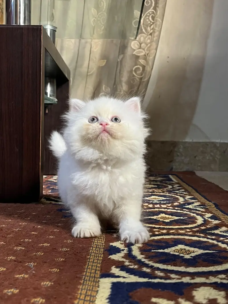 Triple coated kittens — photo 4