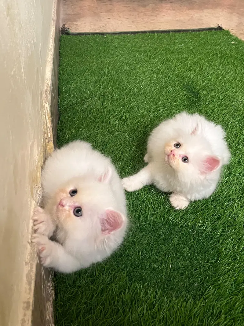 Triple coated kittens — photo 6