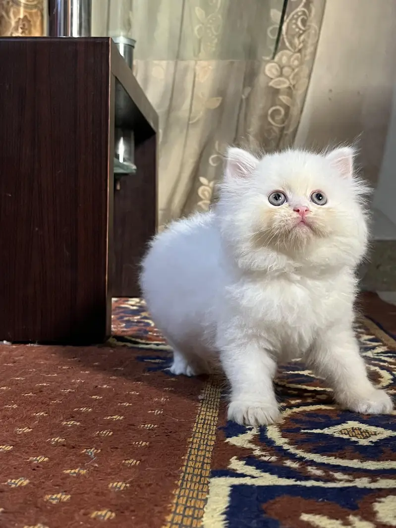 Triple coated kittens — photo 7