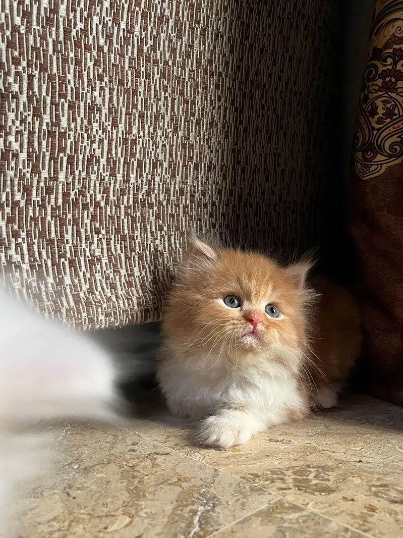 Triple coated kittens — photo 8
