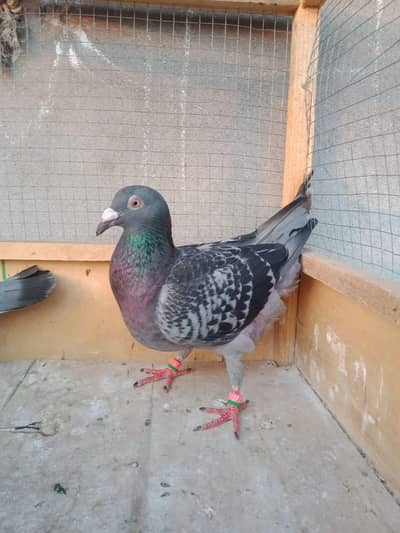 gray breeder pair for sale