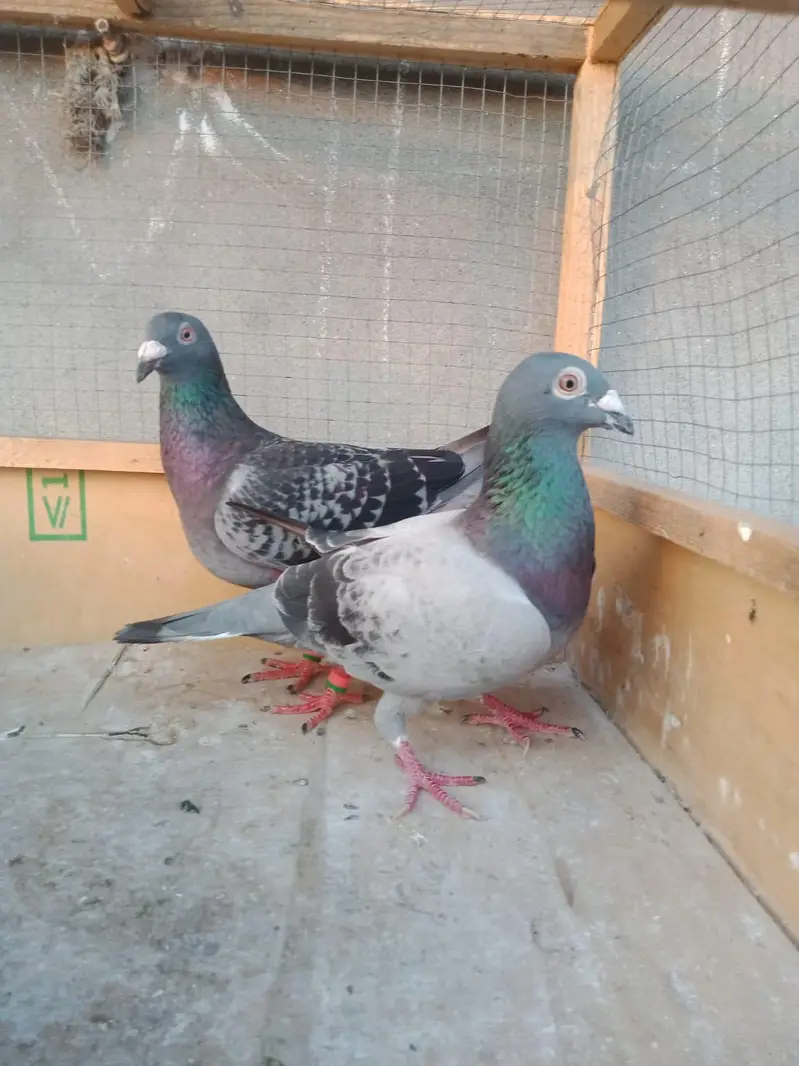 gray breeder pair for sale — photo 2