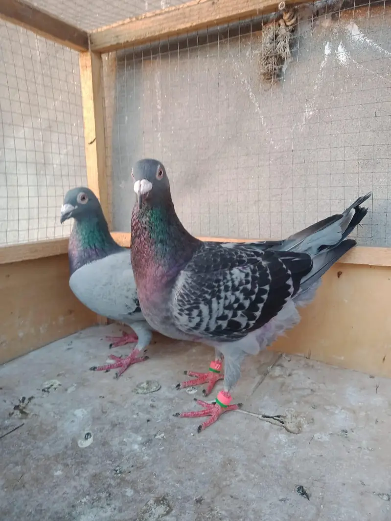 gray breeder pair for sale — photo 3