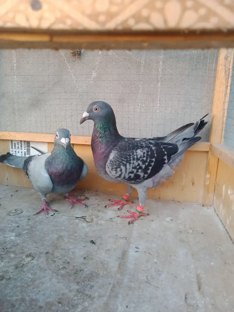 gray breeder pair for sale — photo 4