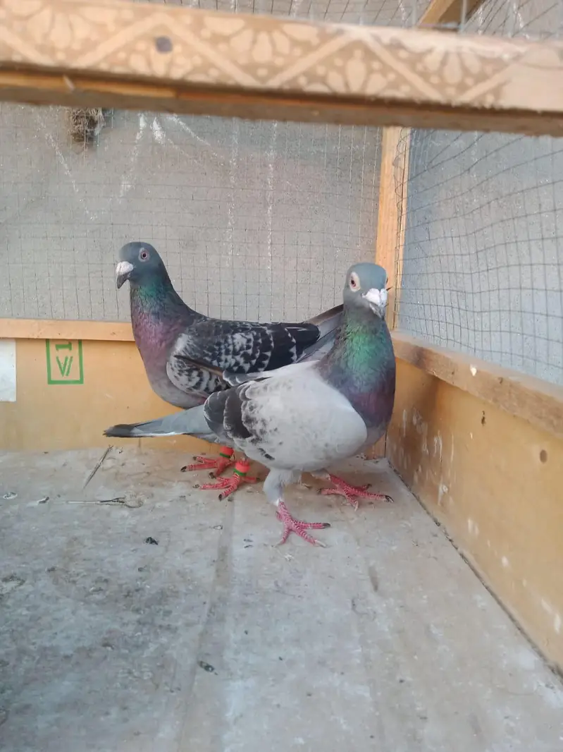 gray breeder pair for sale — photo 5