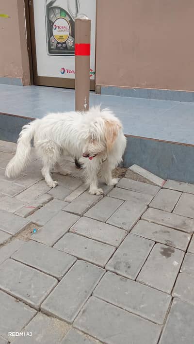 nubr 03091298698