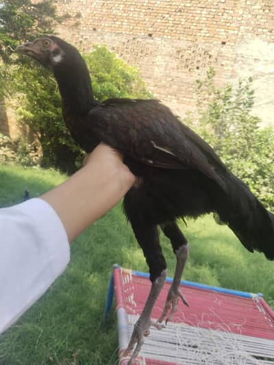 aik chuza 2000 aur dono 3000