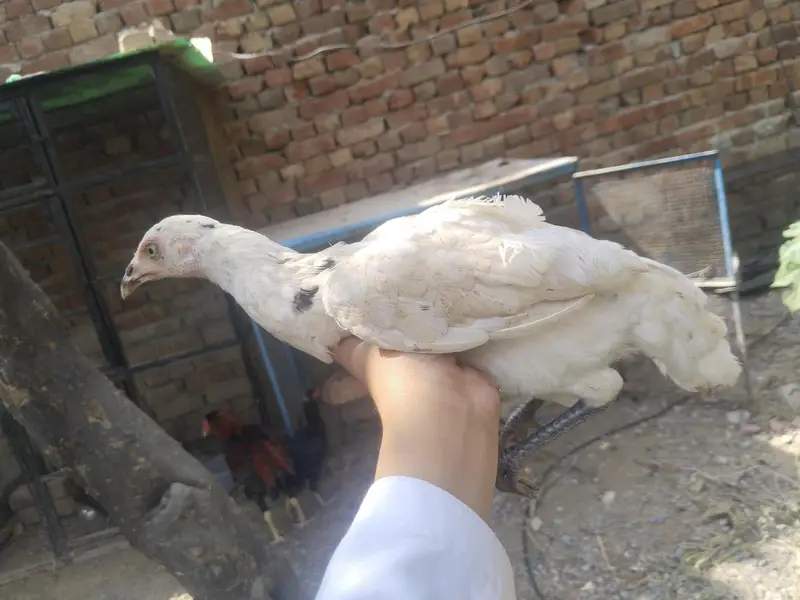 aik chuza 2000 aur dono 3000 — photo 2