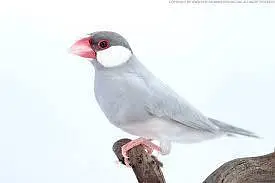 4 java male — photo 2