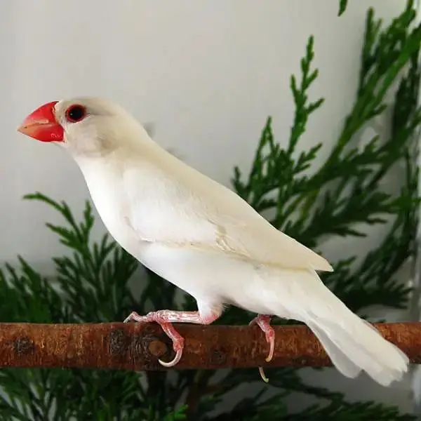 4 java male — photo 3