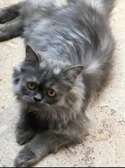 cate for sale