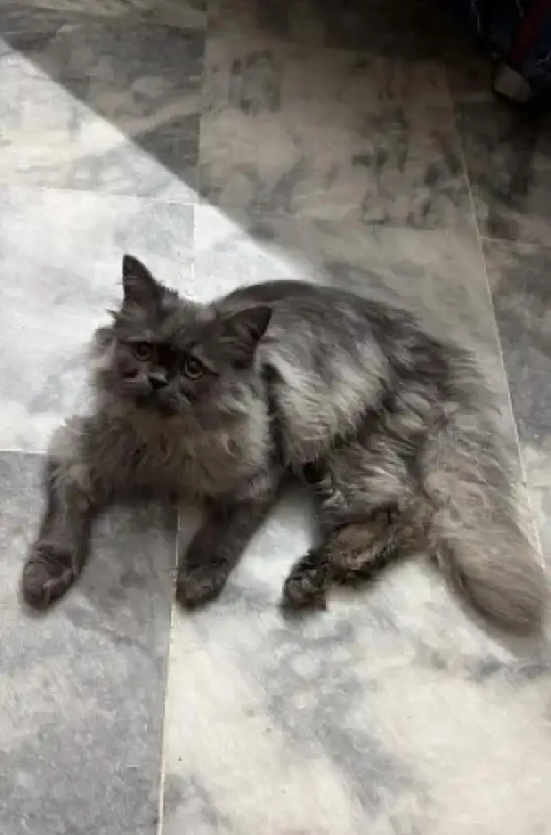 cate for sale — photo 3
