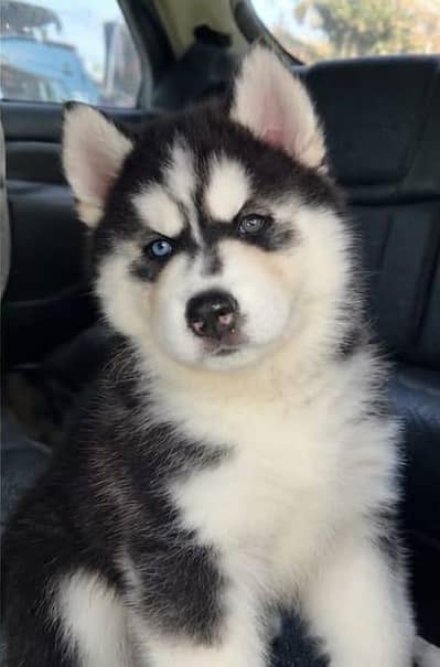 siberian husky woolycoat 03034629302