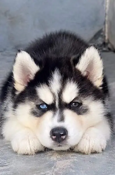 siberian husky woolycoat 03034629302 — photo 2