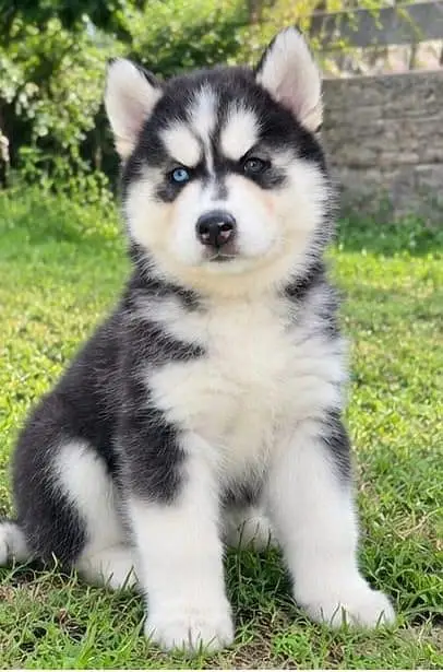 siberian husky woolycoat 03034629302 — photo 3