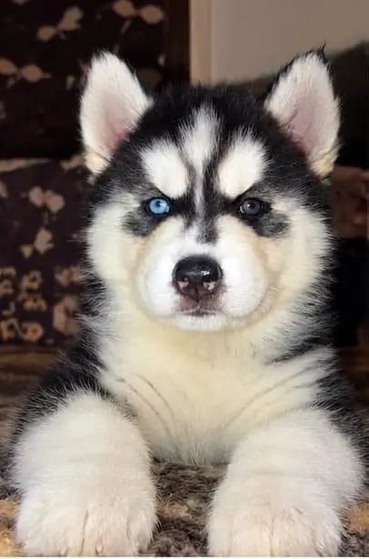 siberian husky woolycoat 03034629302 — photo 4