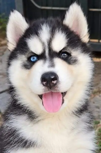 siberian husky woolycoat 03034629302 — photo 5