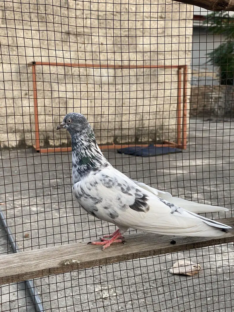 teddy breedar madi jaldar breedar male — photo 4